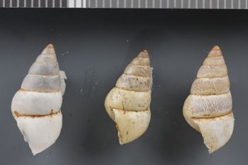 Media type: image;   Malacology 240824 Description: Dry shell;  Aspect: LAT